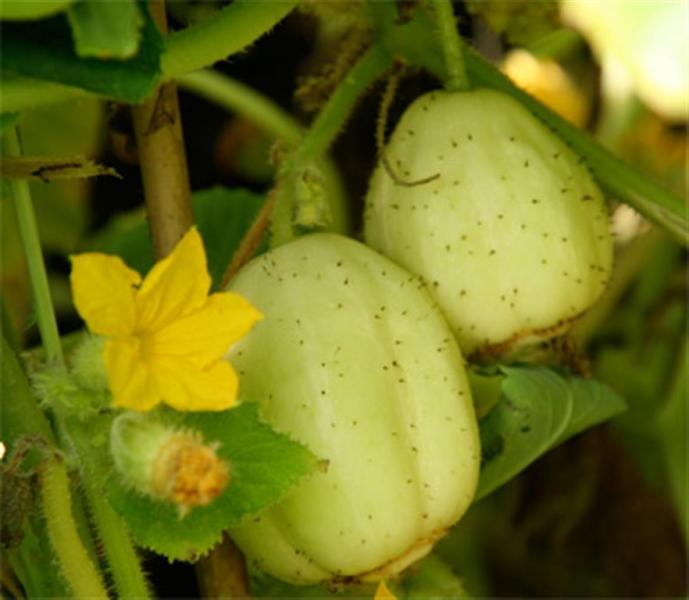 Crystal apple Cucumber French heirloom 10 seeds